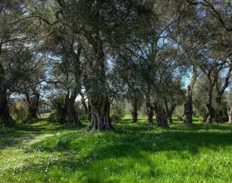 Ο Κερκυραϊκός Ελαιώνας