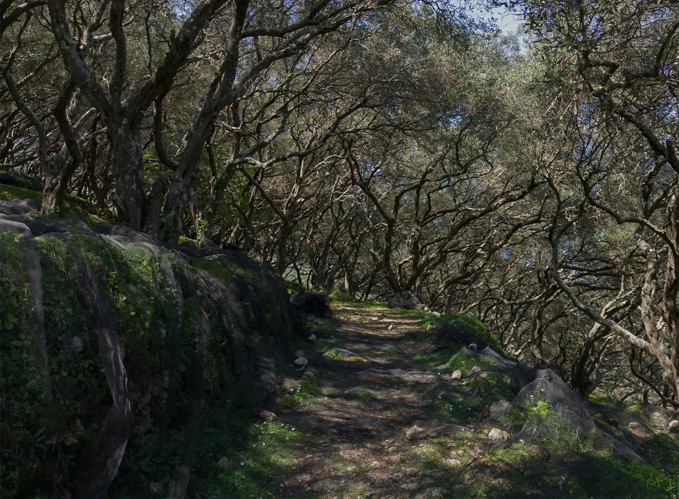Τα Μονοπάτια της Κέρκυρας