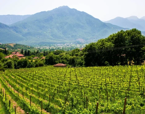 Η Παραγωγή του Κρασιού στην Κέρκυρα