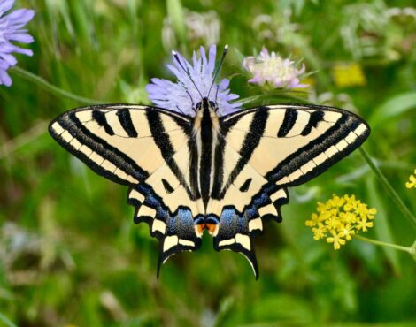Πεταλούδες, Μέλισσες και Άγρια Λουλούδια: Ο Παράδεισος των Επικονιαστών στην Κέρκυρα