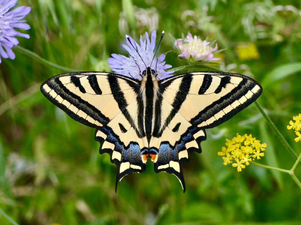 Πεταλούδες, Μέλισσες και Άγρια Λουλούδια: Ο Παράδεισος των Επικονιαστών στην Κέρκυρα