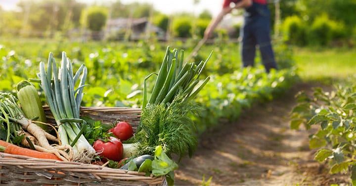 Από τον Κήπο στο Τραπέζι: Η Βιολογική Γεωργία στην Κέρκυρα