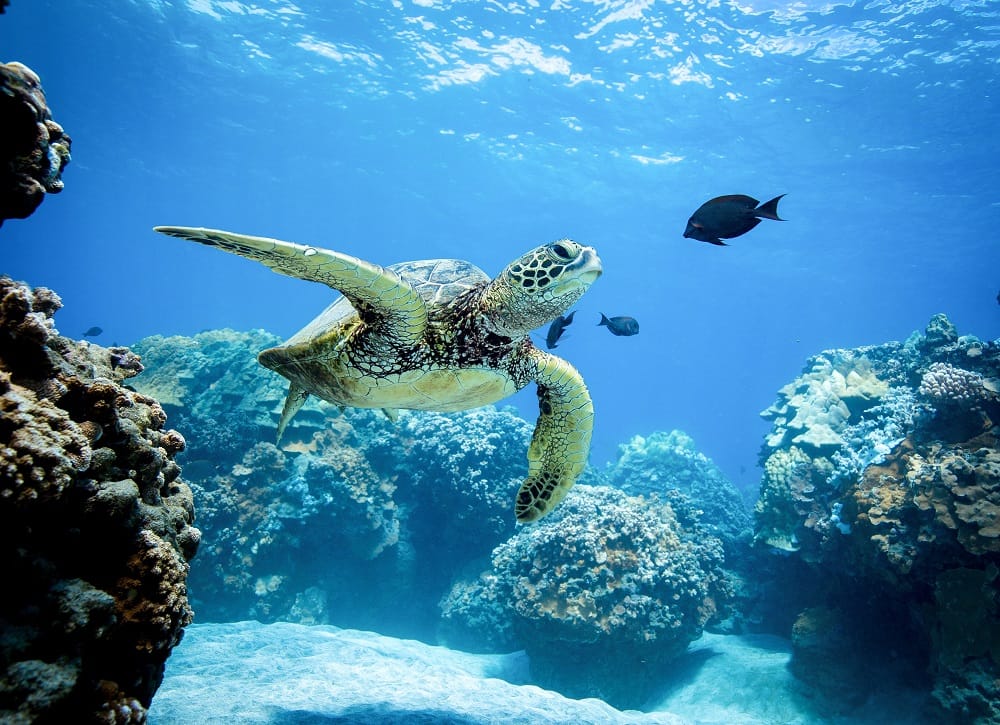 Θησαυροί κάτω από το νερό: Περιπέτειες με snorkel στα κοράλλινα ύφαλα της Κέρκυρας